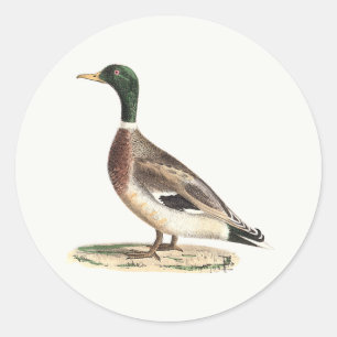 The Mallard or Wild Duck (Anas platyrhynchos) Classic Round Sticker