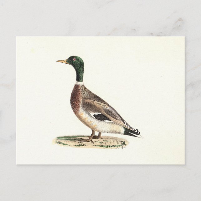 The Mallard or Wild Duck (Anas platyrhynchos) Postcard (Front)