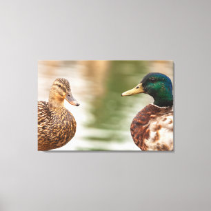 The Mallards Canvas Print