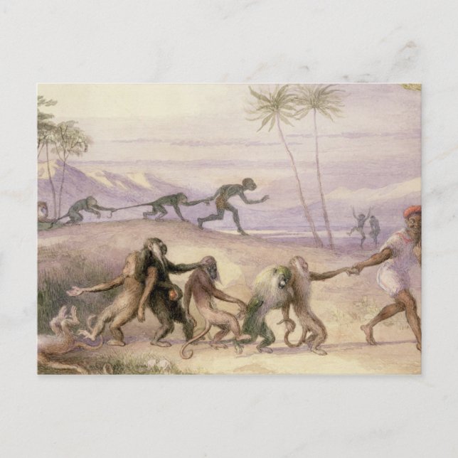 The Manners and Customs of Monkeys Postcard (Front)
