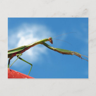 The Mantis Postcard