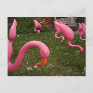 The March Of The Pink Flamingos Postcard