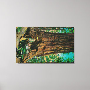 The Mariposa Big Tree Grove, Yosemite Canvas Print
