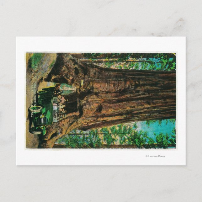 The Mariposa Big Tree Grove, Yosemite Postcard (Front)