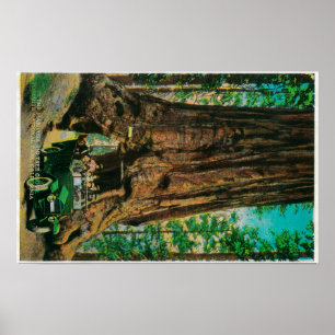 The Mariposa Big Tree Grove, Yosemite Poster
