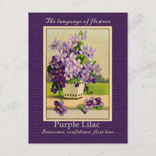The Meaning of the Lilac Postcard