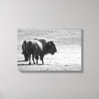 The Mighty Buffalo  Canvas Print