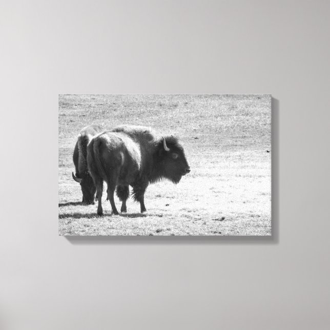 The Mighty Buffalo  Canvas Print (Front)