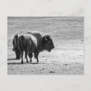 The Mighty Buffalo  Postcard