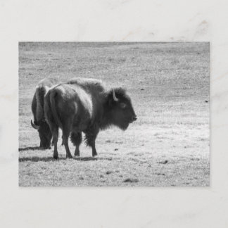 The Mighty Buffalo  Postcard