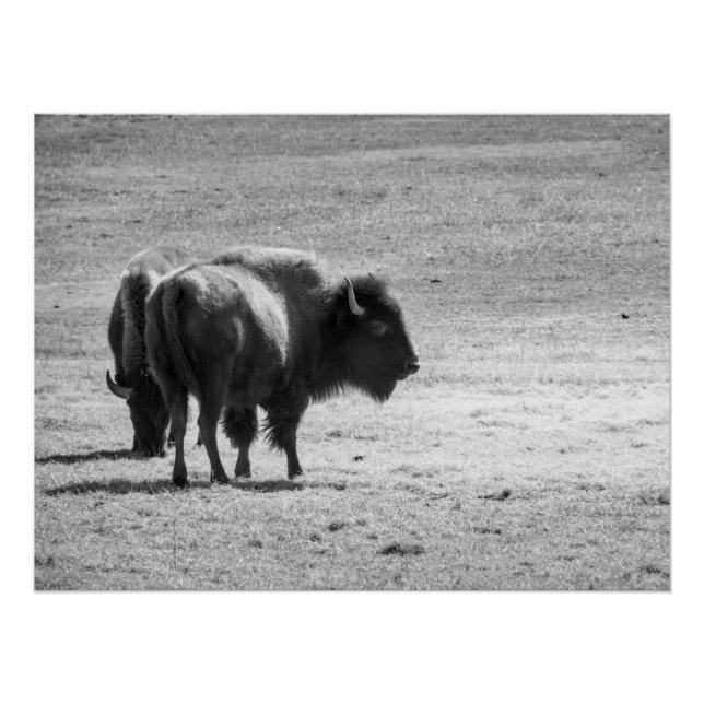 The Mighty Buffalo  Poster (Front)