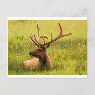 The Mighty Elk Postcard
