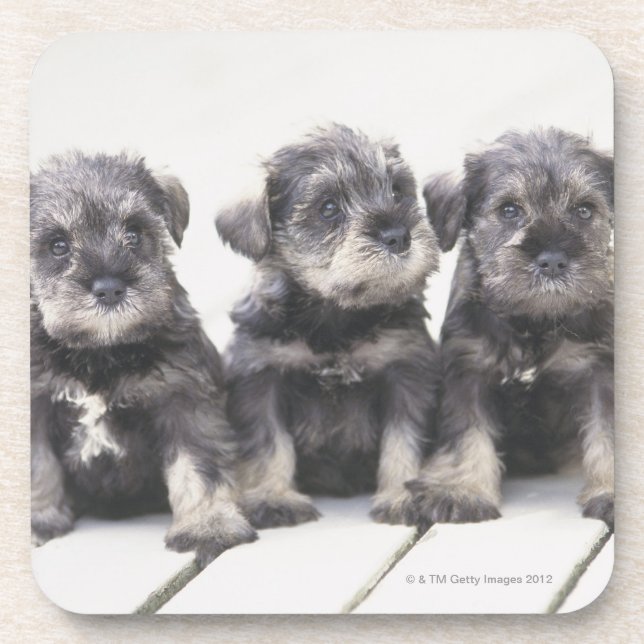 The Miniature Schnauzer is a breed of small dog Coaster (Front)