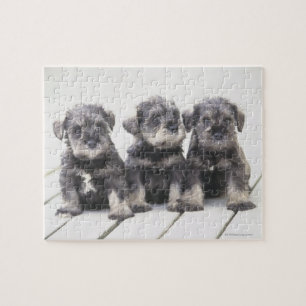 The Miniature Schnauzer is a breed of small dog Jigsaw Puzzle