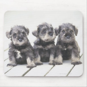 The Miniature Schnauzer is a breed of small dog Mouse Pad