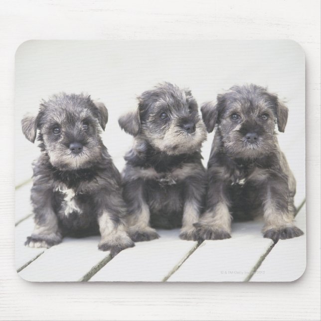 The Miniature Schnauzer is a breed of small dog Mouse Pad (Front)