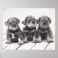The Miniature Schnauzer is a breed of small dog