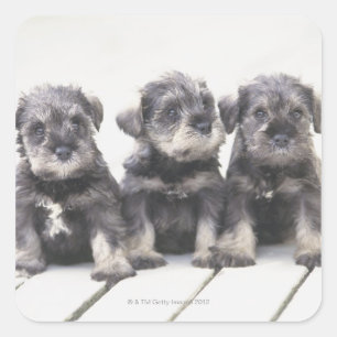 The Miniature Schnauzer is a breed of small dog Square Sticker