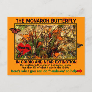 The monarch Butterfly is Endangerd, how to help - Postcard