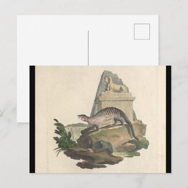 The Mongoose and Egyptian Sphinx Postcard (Front/Back)