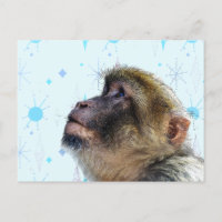 The Monkey Looks At Mid Century Modern Wallpaper