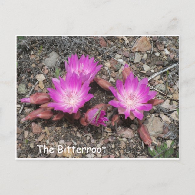 The Montana Bitterroot:  God's favourite flower Postcard (Front)