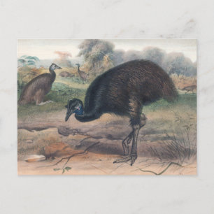 The Mooruk by Joseph Wolf Postcard