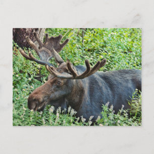 The Moose Postcard