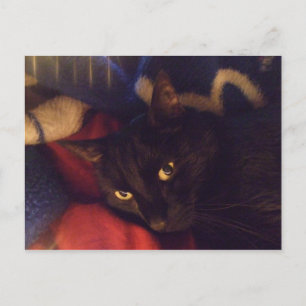 The Most Handsome Cat in the World Postcard