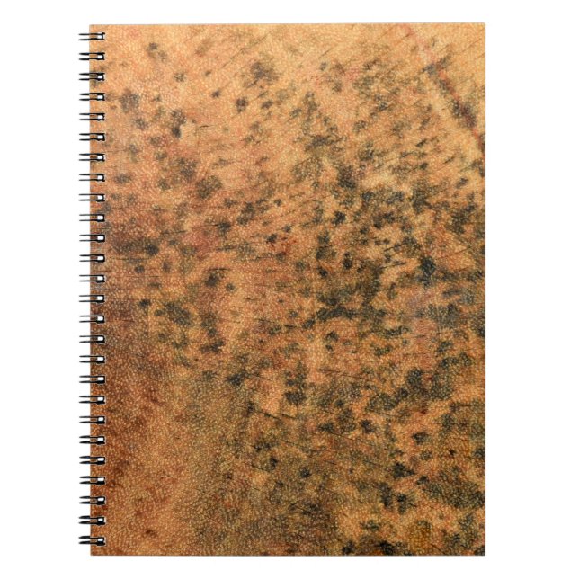 The mould that grows on the brown wood surface is  notebook (Front)