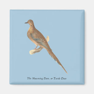 The Mourning Dove (Carolina Turtle Dove) NY Birds Magnet