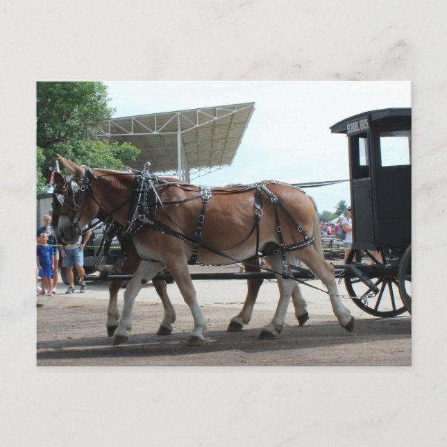 The Mule Driven School Bus Postcard (Front)