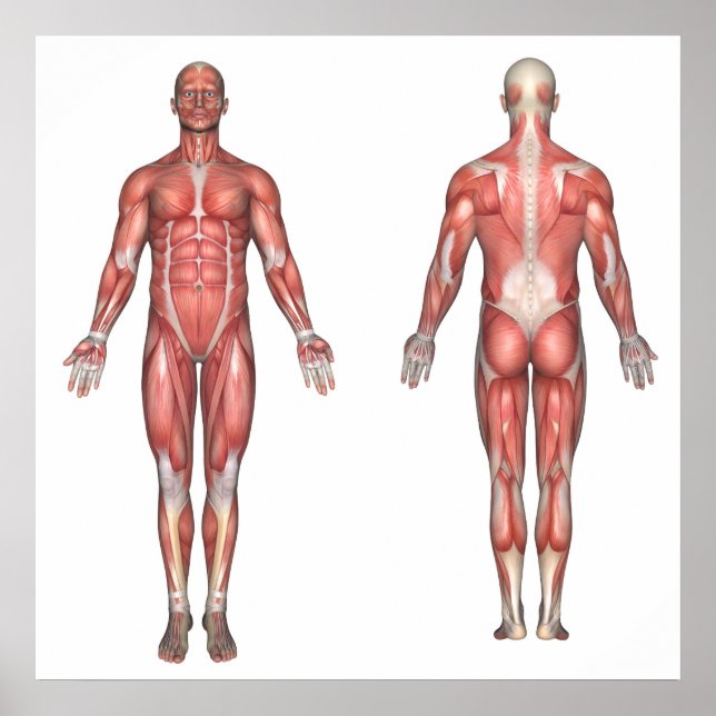 The muscular system unlabeled poster (Front)