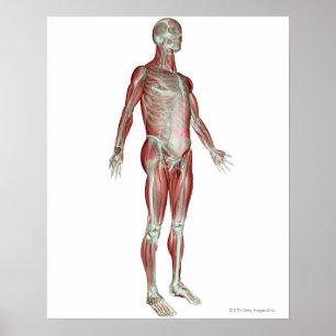 The Musculoskeletal System 8 Poster