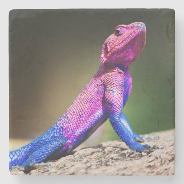 The Mwanza Flat-headed Agama on rock Stone Coaster (Front)
