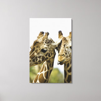 The name giraffe is derived from the Arab word Canvas Print