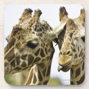 The name giraffe is derived from the Arab word Coaster