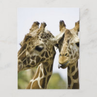 The name giraffe is derived from the Arab word