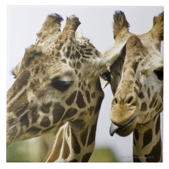 The name giraffe is derived from the Arab word Tile (Front)