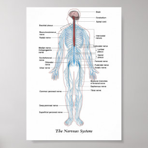 The Nervous System Poster