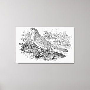 The Nightingale Canvas Print