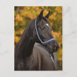 The Noble Arabian Postcard