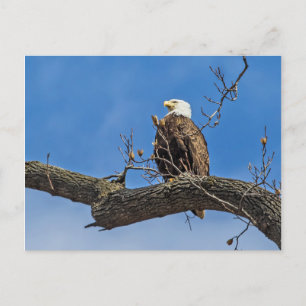 The Noble Bald Eagle Postcard