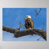 The Noble Bald Eagle