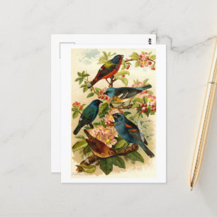 The North American Bird World, Gustav Mützel Postcard