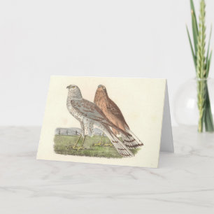 The Northern Harrier (Ring-tailed Hawk) NY Bird Card
