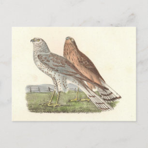 The Northern Harrier (Ring-tailed Hawk) NY Bird Postcard