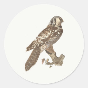 The Northern Hawk Owl (Surnia ulula) Bird Image Classic Round Sticker