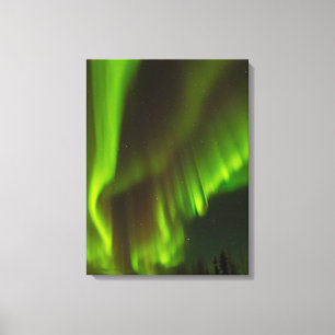 The Northern Lights   Fairbanks, Alaska Canvas Print