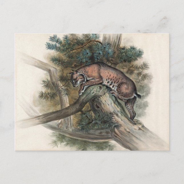 The Norwegian Lynx by Joseph Wolf Postcard (Front)